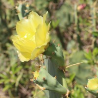 Opuntia